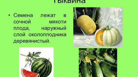 Тыквина сухой плод