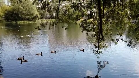 Утка екатеринбург