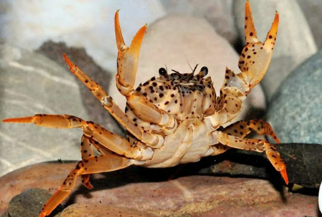 почему крабы ходят