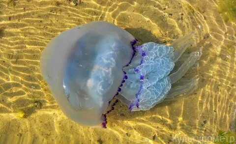 Медузы в черном море у берега