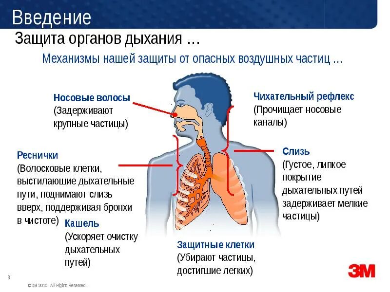 Защитные механизмы дыхательной системы. Инфекции органов дыхания. Заболевания дыхательных путей. Кашель.