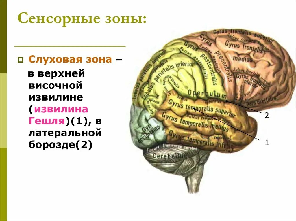 Слуховой центр коры мозга. Височная извилина Гешля. Поперечные височные извилины Гешля. Поперечная височная извилина извилина.