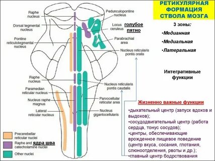 Какие ядра черепных нервов в продолговатом мозге