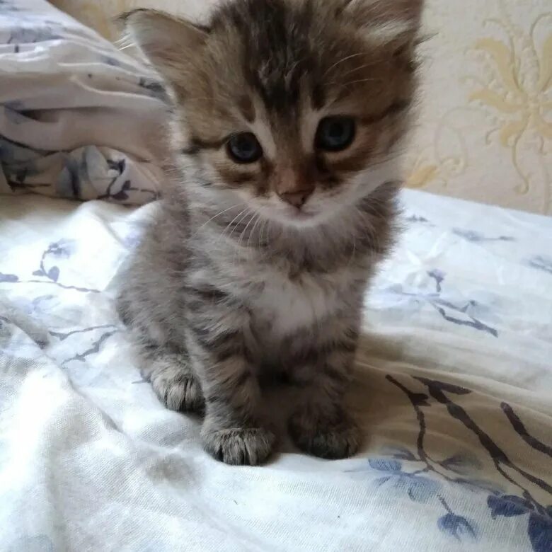 авито камышин коты отдам даром. авито камышин котята. камышин животные. котята нижний тагил. коричневые котики авито усолье сибирское.