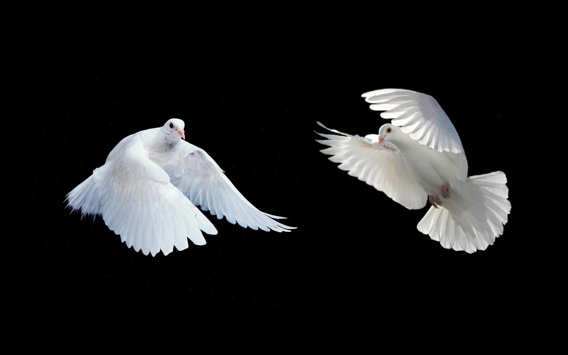 Белый голубь. Белый голубь летит. Белая птица в полете. Красивые голуби. Мама голуби летят