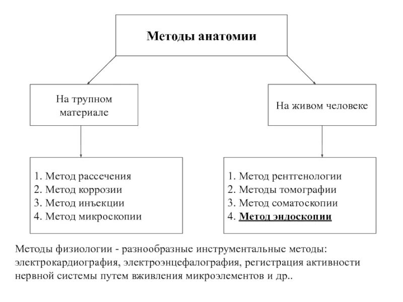 Метод соматоскопии. Метод коррозии в анатомии. соматоскопия методы исследования. метод соматоскопии в анатомии это. методика проведения стоматоскопии.