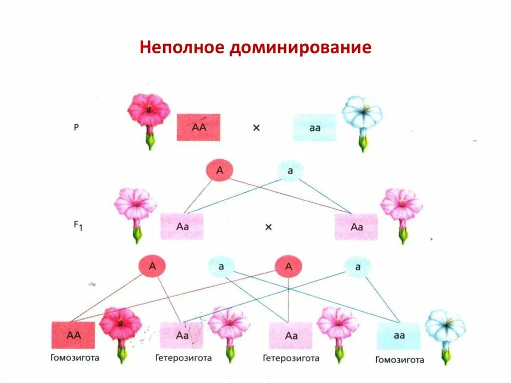 Неполное доминирование схема расщепления. Неполное доминирование Мендель. Неполное доминирование ночная красавица фенотип. Схенма нке полного домин7ировния.