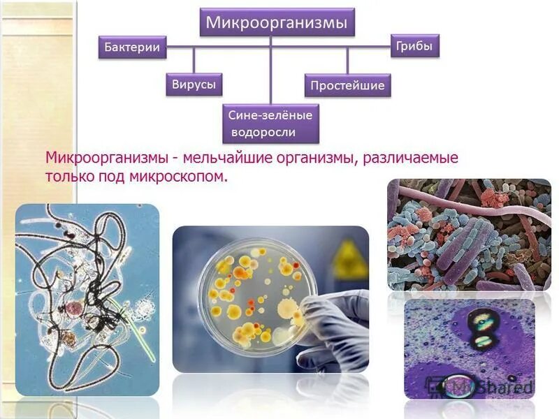 Чем отличается бактерия от вируса простыми словами. Вирусы и бактерии. Бактерии вирусы грибы. Бактерии вирусы простейшие. Вирусы грибы простейшие.