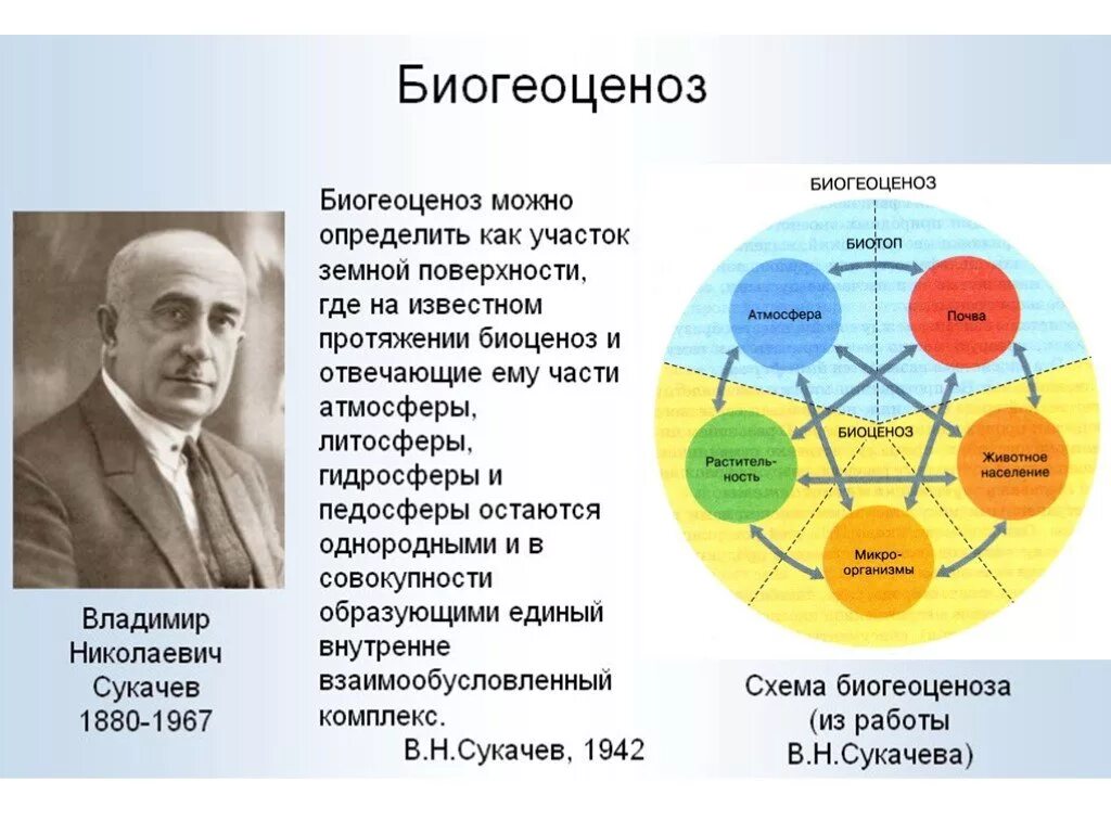 Описание любой экосистемы. Биогеоценоз схема Сукачев. Схема Сукачева биогеоценоз. Сукачев понятие о биогеоценозе. Биоценоз экосистема Биосфера.