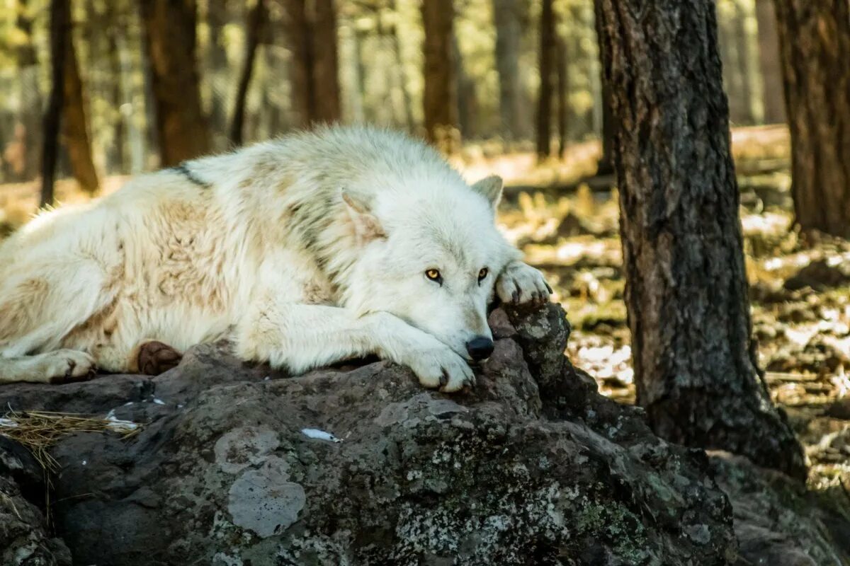 Sleeping Wolf Dog poetry, Sleeping wolf, Bad dog