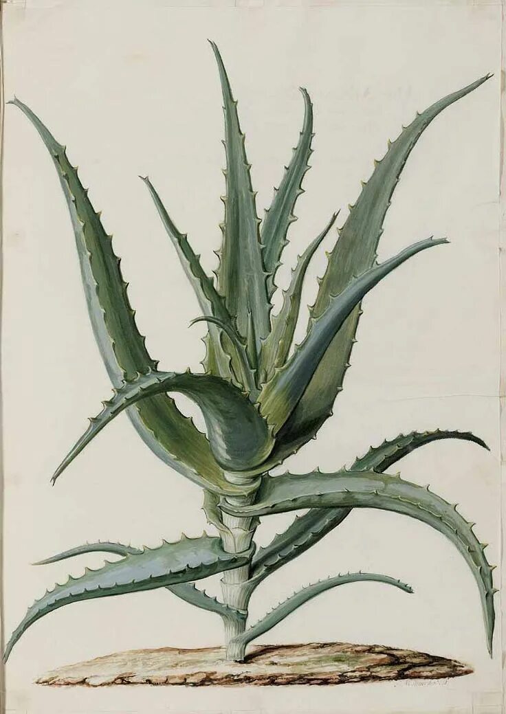 Алоэ древовидное столетник. Алоэ arborescens. Алоэ древовидное (Aloe arborescens). (Aloe arborescens Miller).