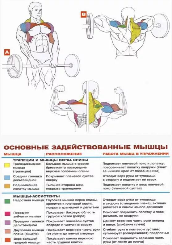 Упражнения на трапециевидную. Тяга штанги к подбородку (протяжка). Тяга штанги к подбородку широким хватом. Тяга штанги узким хватом к подбородку стоя. Тяга штанги снизу вверх стоя.