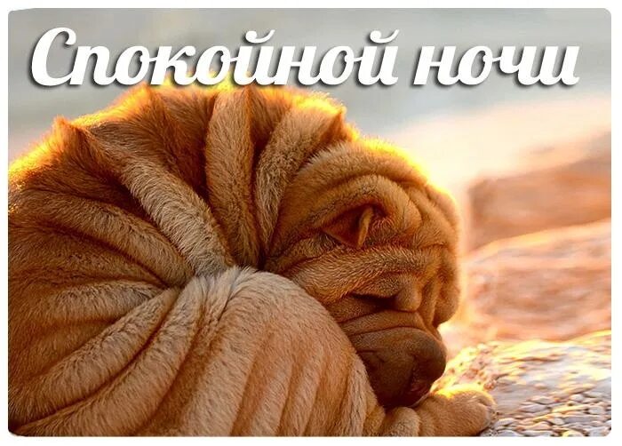 Пин на доске buongiorno, buonanotte Ночь, Спокойной ночи, Доброе утро