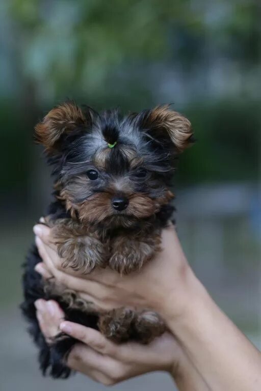 ерш терьер. плюсы йоркширского терьера. мини йорк взрослый. микро мини ершский терьер. беленький йоркширский терьер.