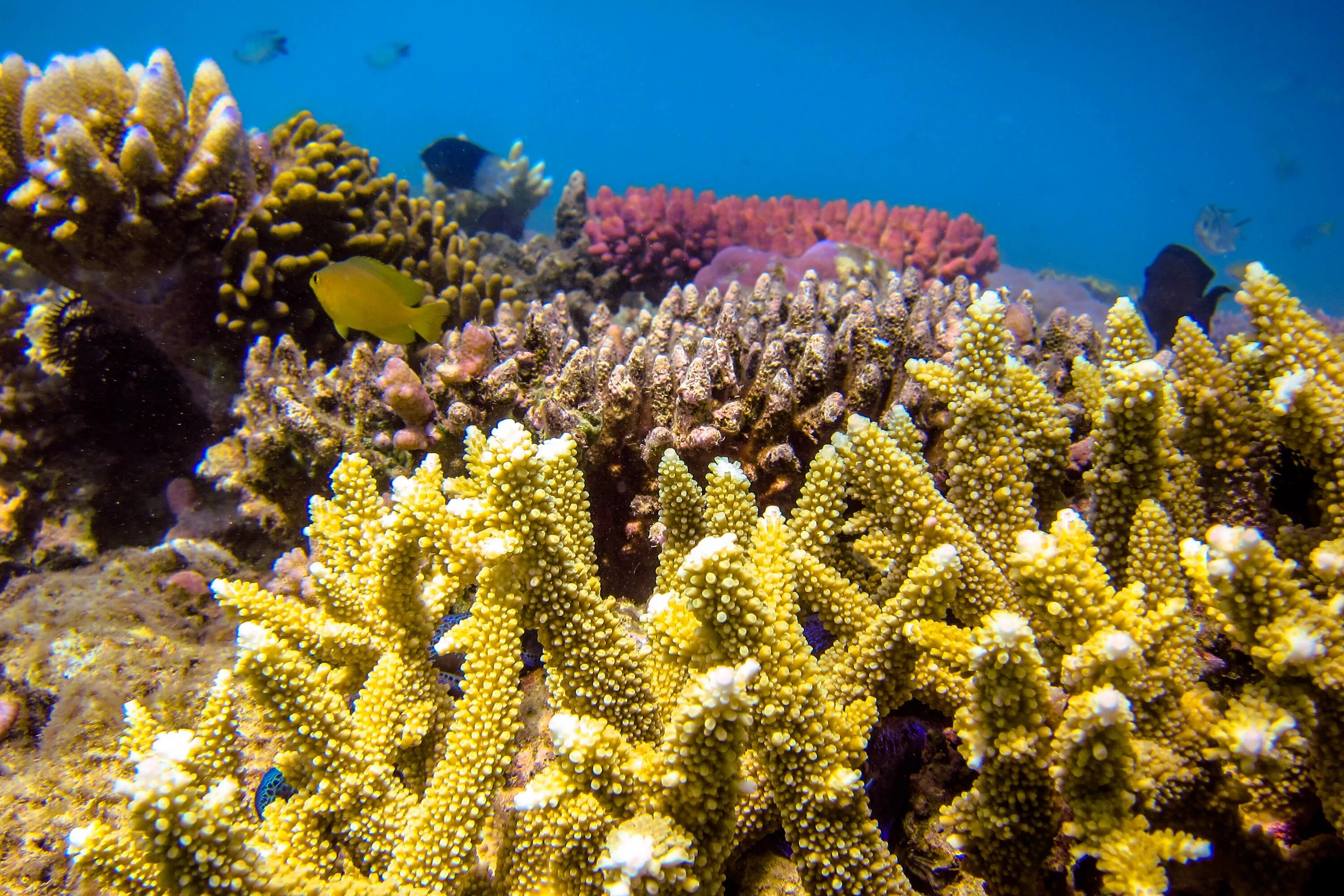 Сообщество кораллового рифа. Коралл аккабар. Черный коралл. Кораллы черного моря. Экология коралловых рифов.