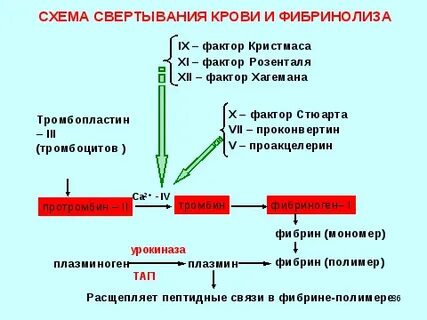 Роль витамина к в свертывании