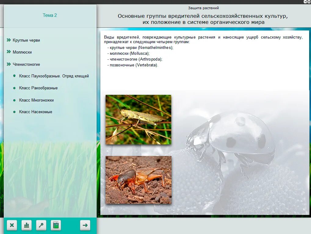 Основные группы вредителей. Основные группы вредителей растений. Вредители сельскохозяйственных растений. Основные группы вредителей с/х культур.