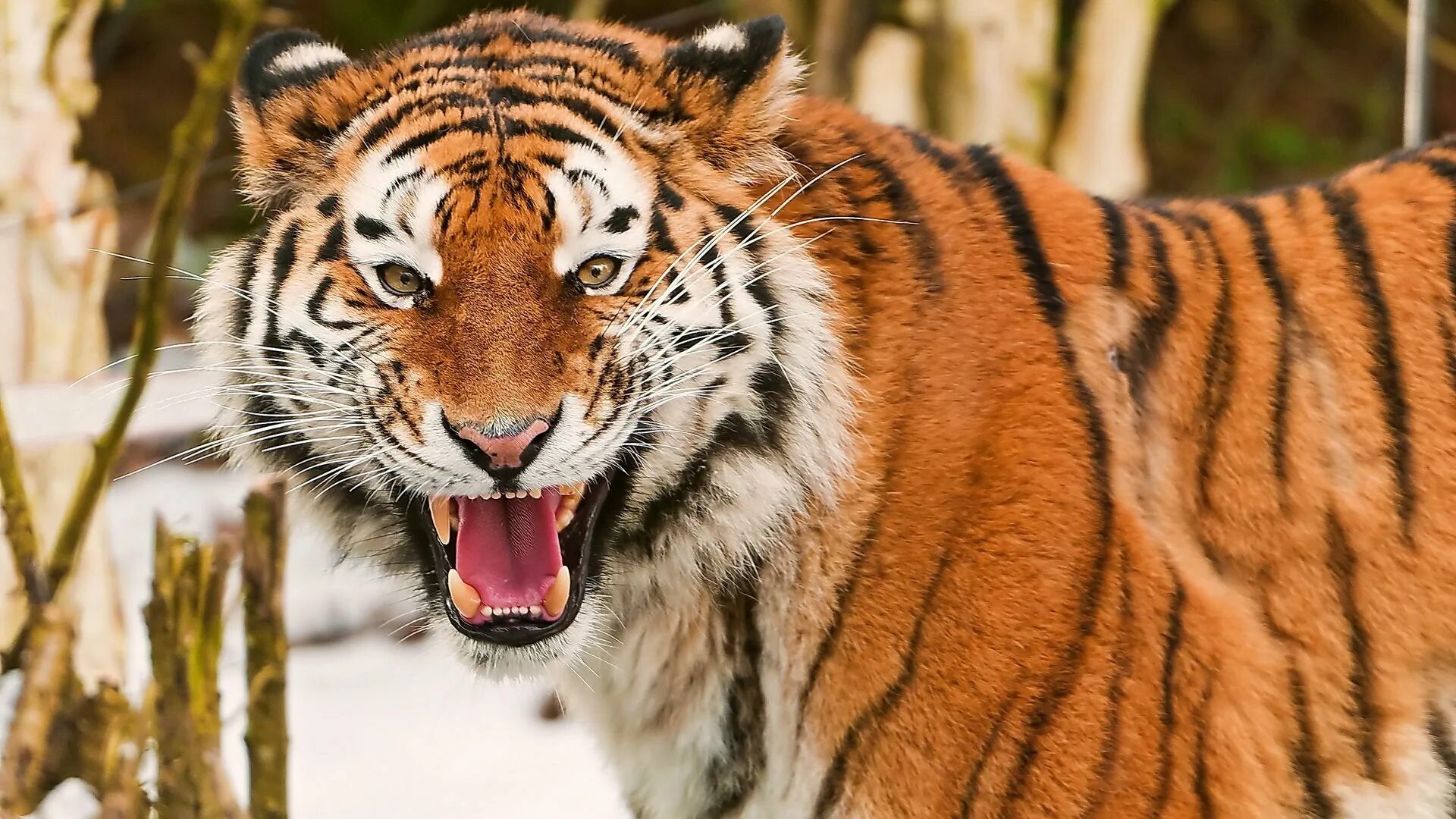 X in cat tiger