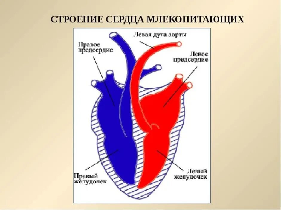 Схема строения сердца млекопитающих. Структура сердца млекопитающих. Внутреннее строение сердца млекопитающих. Строение сердца млекопитающих 7 класс биология. Сердце млекопитающих состоит из двух