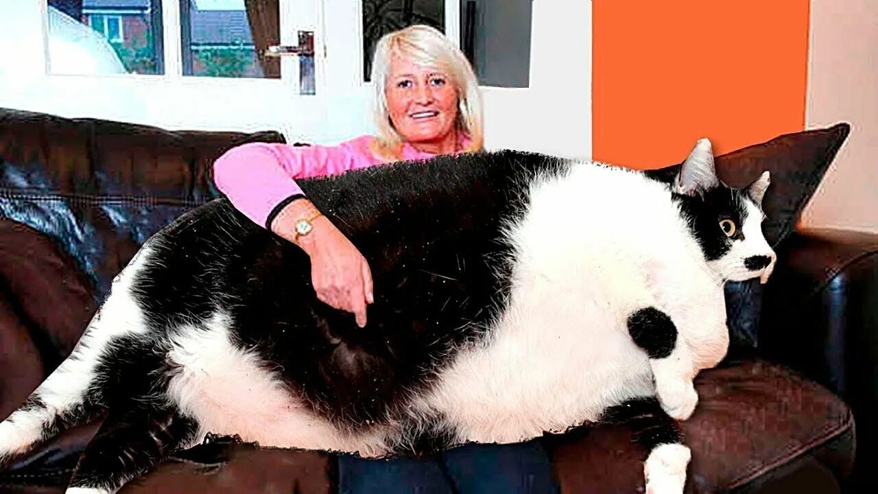 Кошка тяжело. Самый толстый кот в мире. Самый толстый Кок в мире. Самая толстая кошка в Фири. Самый жирныц кот ВМИРЕ.