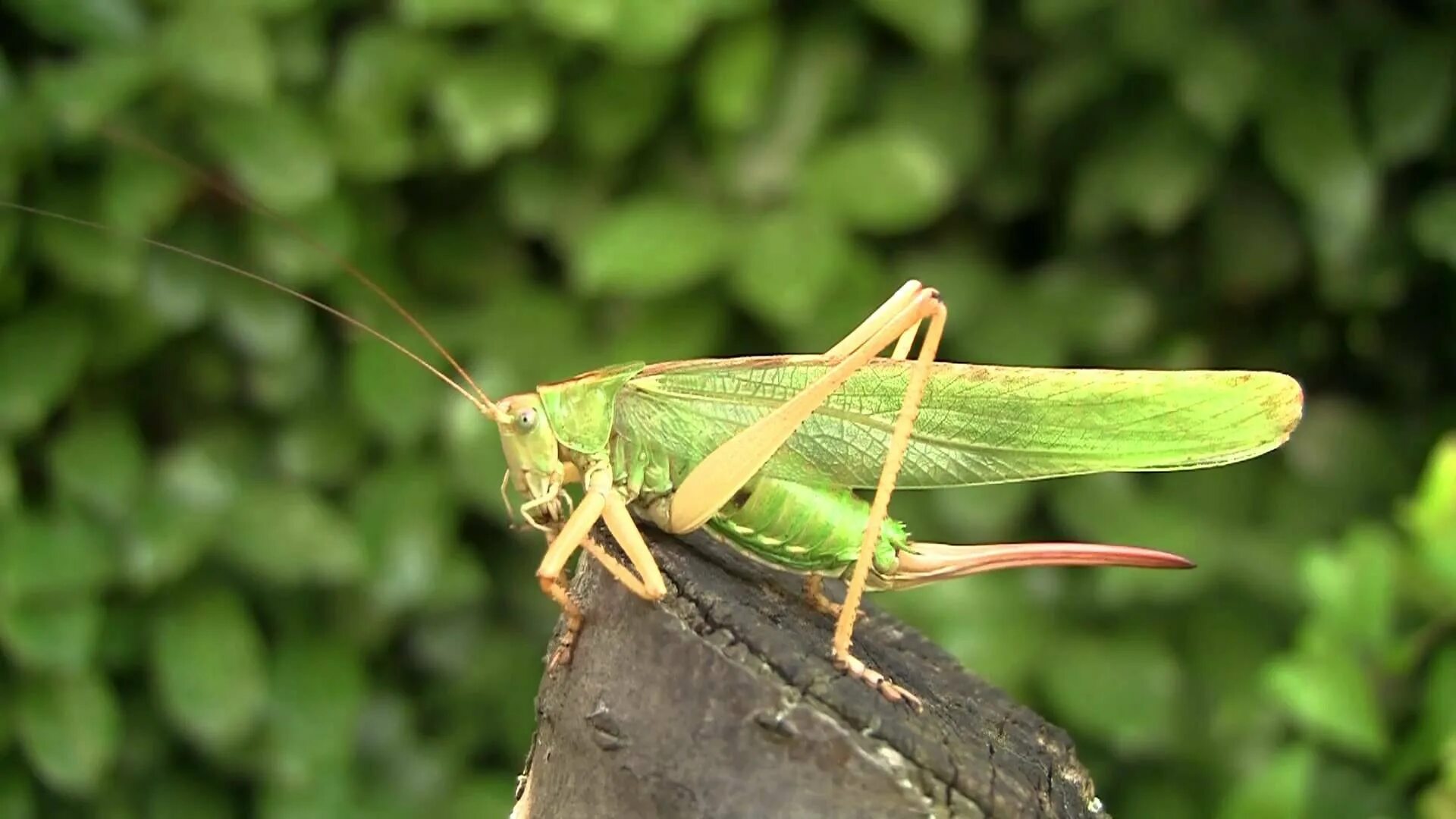 Кузнечик серый decticus verrucivorus самец. Саранча с жалом. Цикада кузнечик. Яйцеклад саранчи. Сверчок без крыльев.