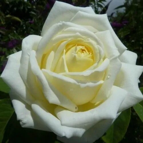 Розы моро. Розы моро. Розы моро. Розы моро. Розы моро.