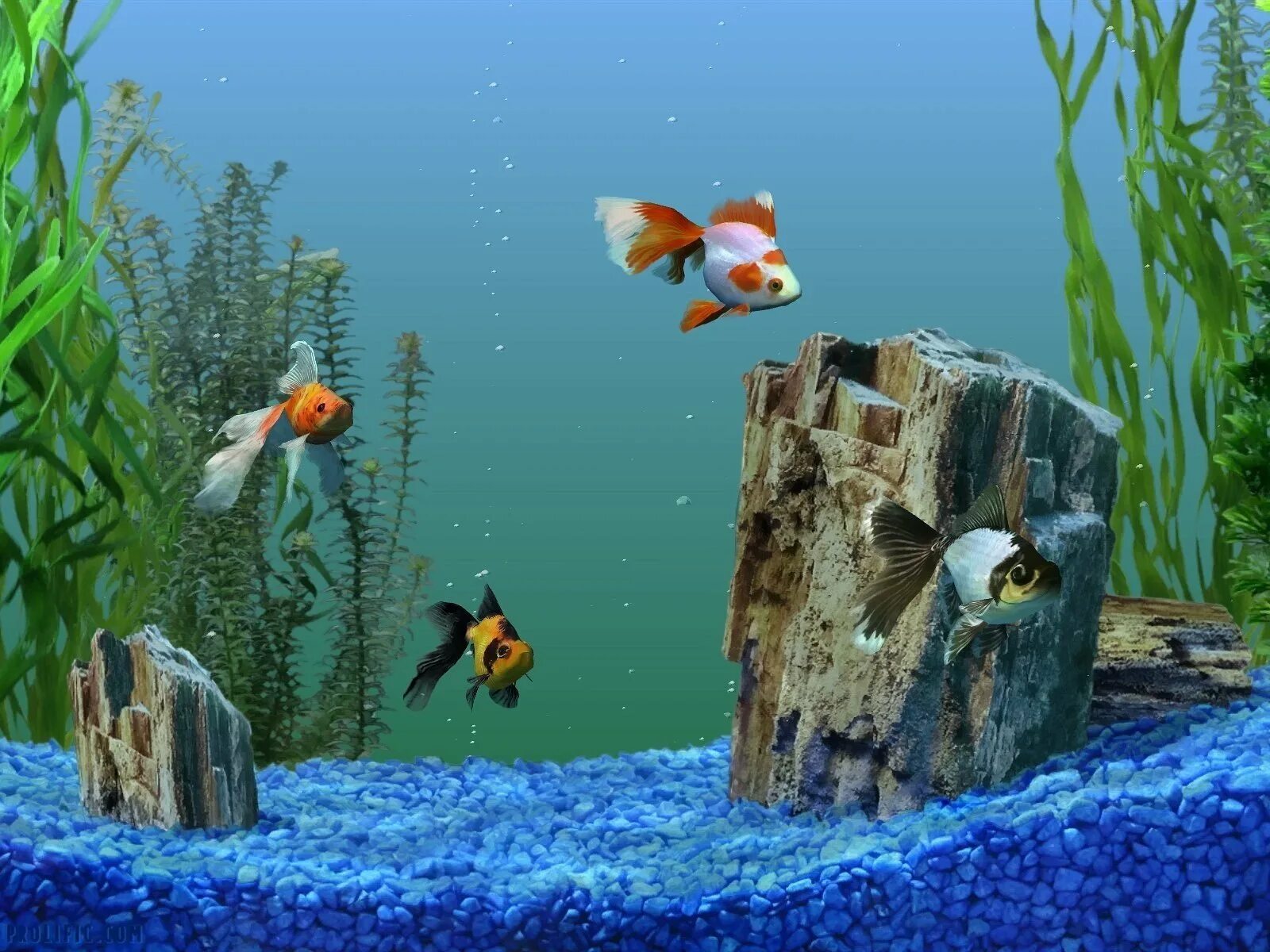 Обои аквариум. Живой аквариум. Рыбки для аквариума. Скринсейвер аквариум. Люди на экран живые