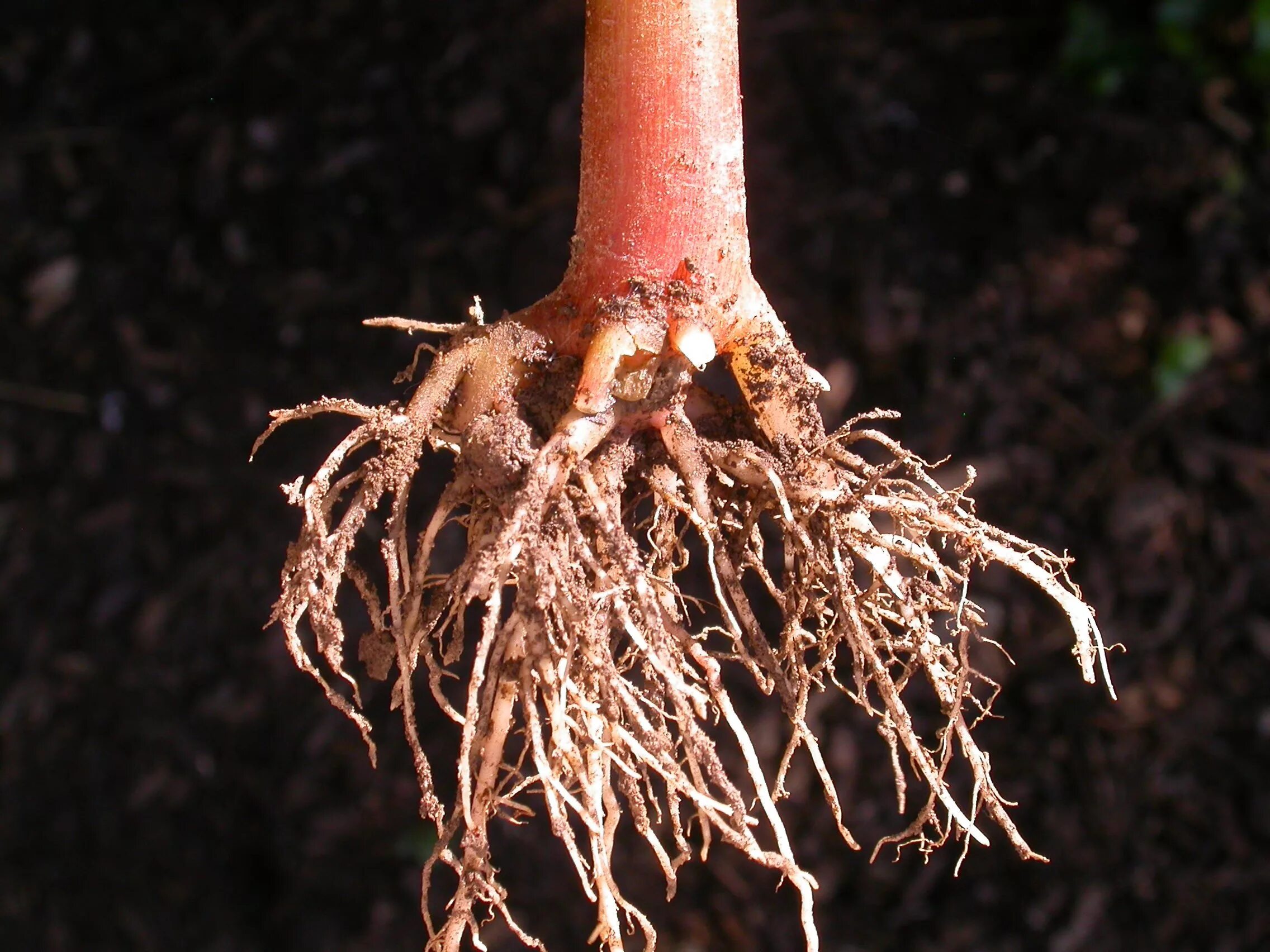 Корень бальзамина. Бальзамин корневая система. Удлиненный корень. Цветок с длинными корнями.
