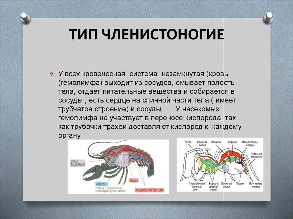 Кровеносная система членистоногих. Тип Членистоногие. Кровеносная система членистоногии. Тип Членистоногие кровеносная система. Какой тип кровеносной системы характерен для членистоногих