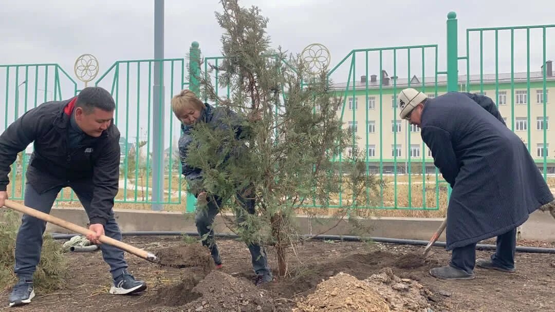 300 деревьев. Посадка деревьев кыргызстан. посадка деревьев на дамбе. посадка деревьев в городе узбекистан. узбеки сажают дерево.