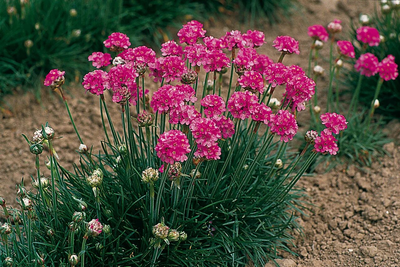 Армерия Приморская Спленденс. Армерия Приморская (Armeria maritima). Армерия Приморская Розеа. Армерия Армада Роуз. Армерия фото цветов