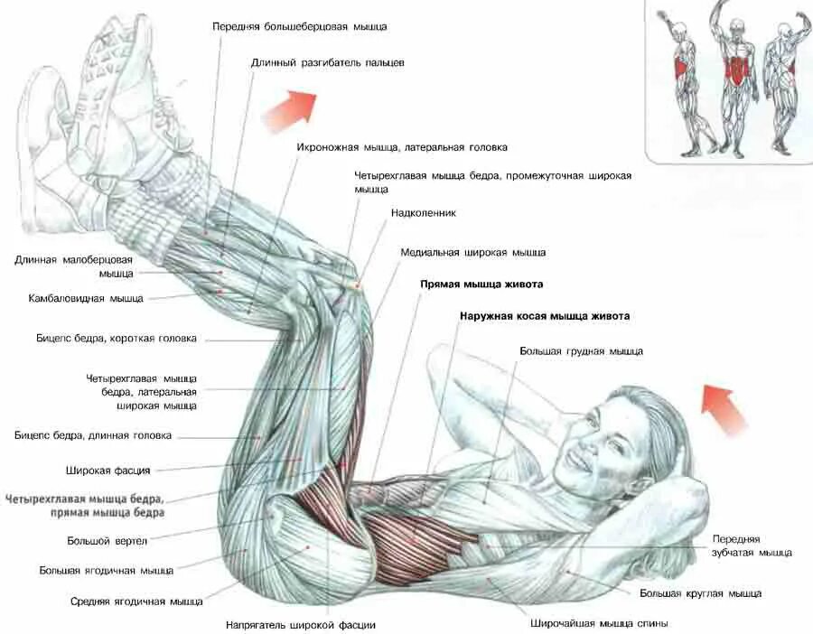 массаж подвздошно-поясничной мышцы. на какие мышцы пресса какие упражнения. упражнения для прокачки всех мышц пресса. на какие мышцы пресса какие упражнения. упражнения на пресс какие мышцы работают.