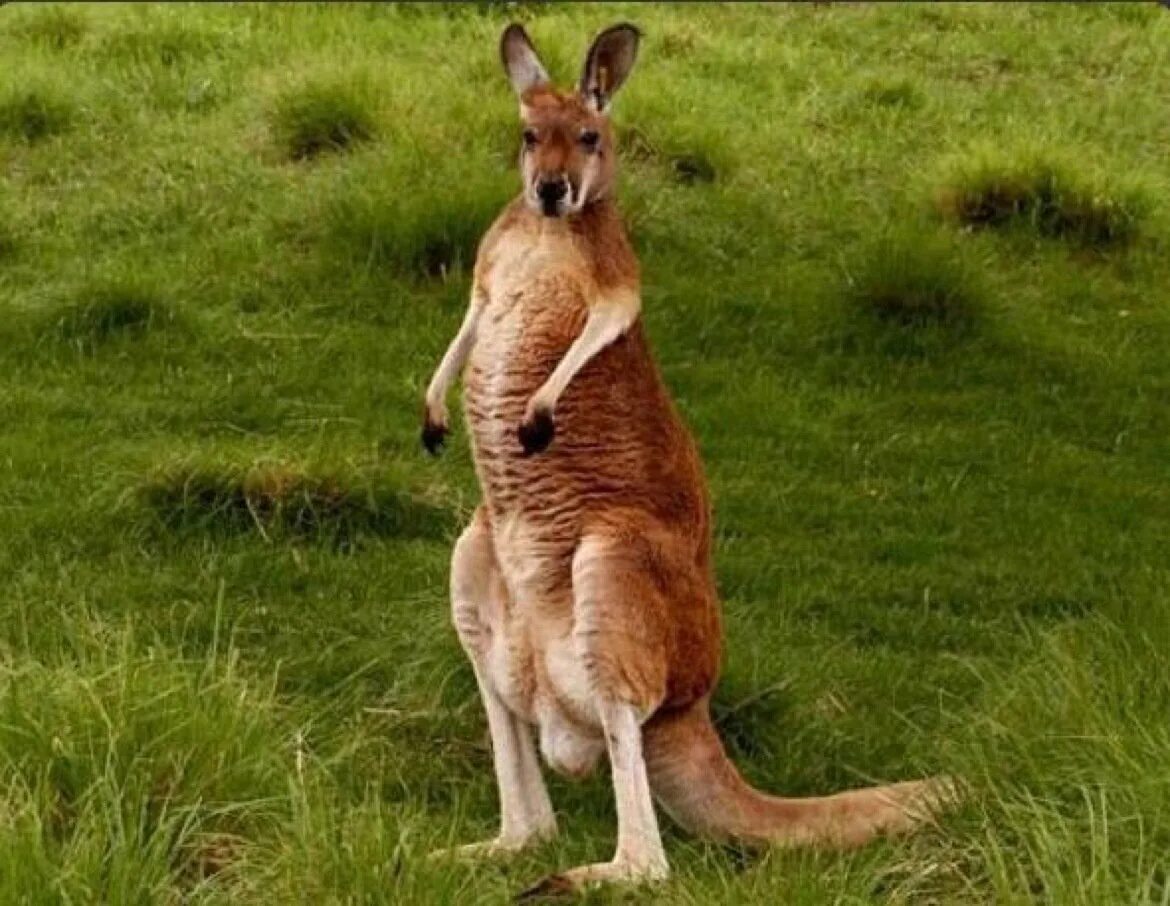 Рыжий кенгуру Австралии. Исполинский кенгуру. Красный кенгуру в Австралии. Большой рыжий кенгуру.