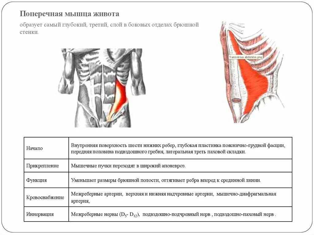 Поперечная мышца живота. Поперечная мышца живота вид сбоку. Поперечная мышца живота вид сзади. Поперечная мышца живота анатомия функции. Поперечная косая мышца живота функции.