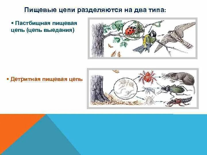 Составьте пастбищную цепь питания. Детритная цепь питания цепь выедания. цепи питания схемы детритная цепь. схема пастбищной пищевой цепи. пастбищная цепь питания схема.
