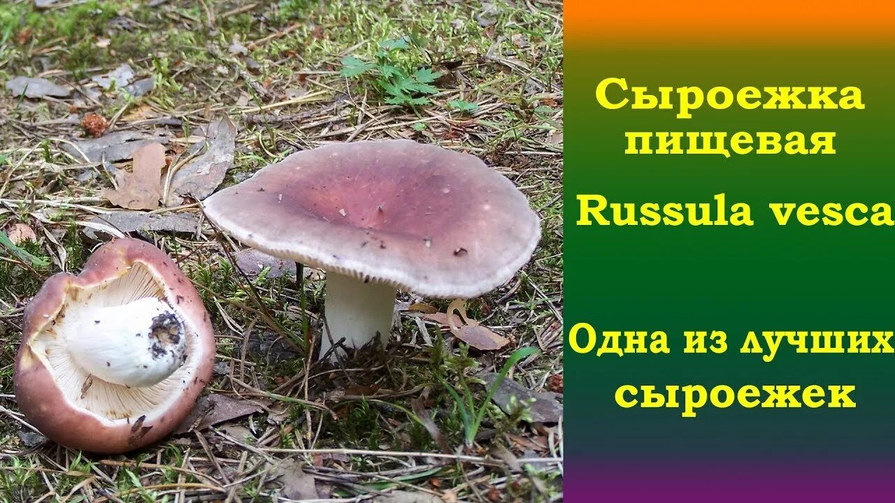 Почему сыроежку назвали сыроежкой