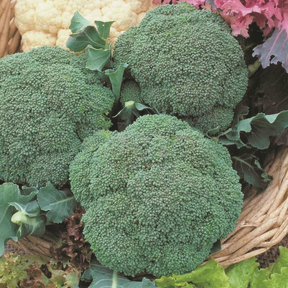 The Top 5 Foods FFs Must Eat: #2 Supplements for women, Good vitamins for women,