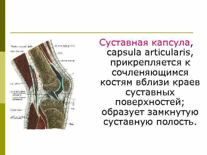 Чем покрыты суставные поверхности костей. Суставная капсула. Суставная капсула строение. Строение суставной капсулы. Что такое суставная капсула в анатомии.