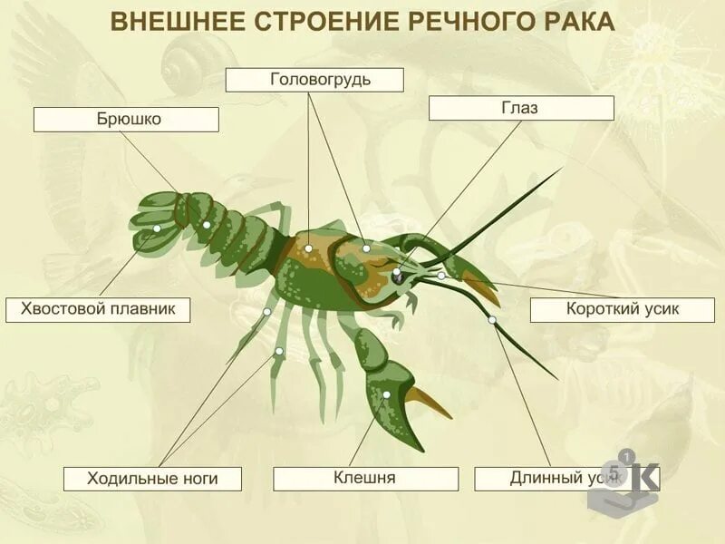 Строение равногого рачка. Внешнее строение речного Ракк. Наружнее строение речного ака. Наружное строение членистоногих. Речной рак головогрудь