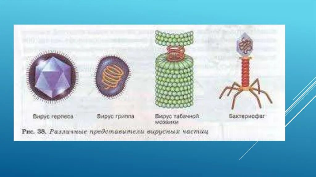 Вирус табачной мозаики и бактериофаг. Строение вируса биология 10. Различные представители вирусных частиц. Вирус табачной мозаики строение.