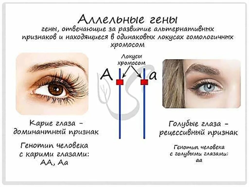 Аллельные гены. Алешьнын гены это пример. Аллель и аллельные гены. Примеры аллельных генов.