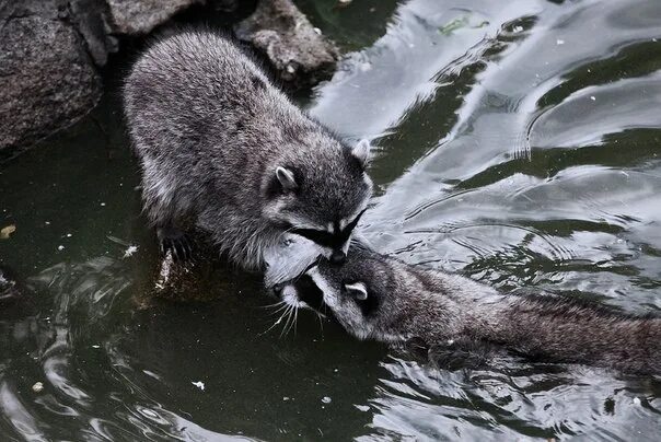 Енот. Гваделупский енот. Бобр и заяц. Бобр и барсук. Ключница с енотами.