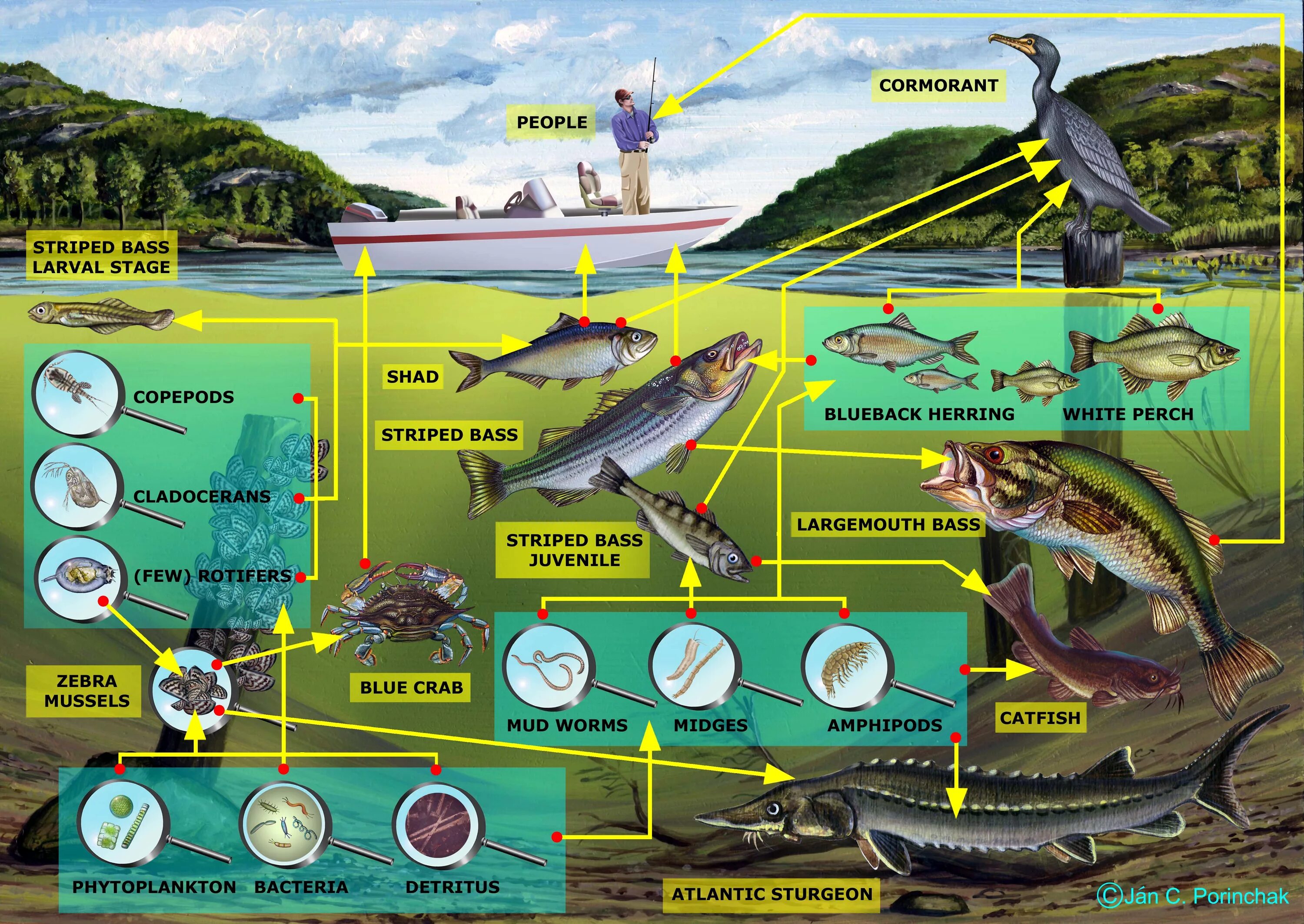 Цепи питания в водоеме примеры. Пищевая сеть экосистемы озера. Сеть питания водоема. Схема питания пресноводного сообщества. Цепи питания в водоеме.