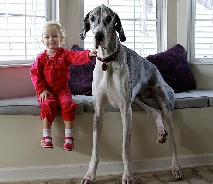 Дог Джордж ростом 2.13. Большие собаки для квартиры. Небольшая дружелюбная собака для квартиры. Дети и большие собаки. Породы любящие детей