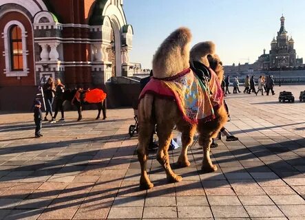 Лошадь на красной площади
