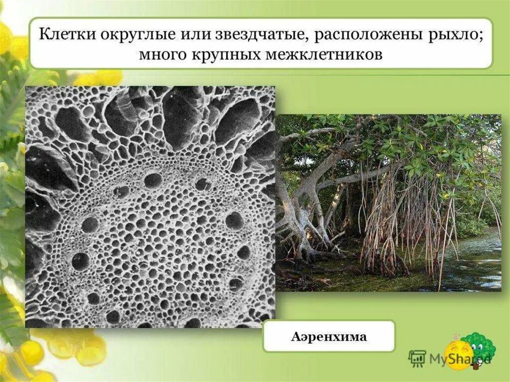 Запасная ткань растений. Аэренхима ткань растений. Воздухоносная ткань аэренхима. Воздухоносная паренхима аэренхима. Основная воздухоносная ткань растений.