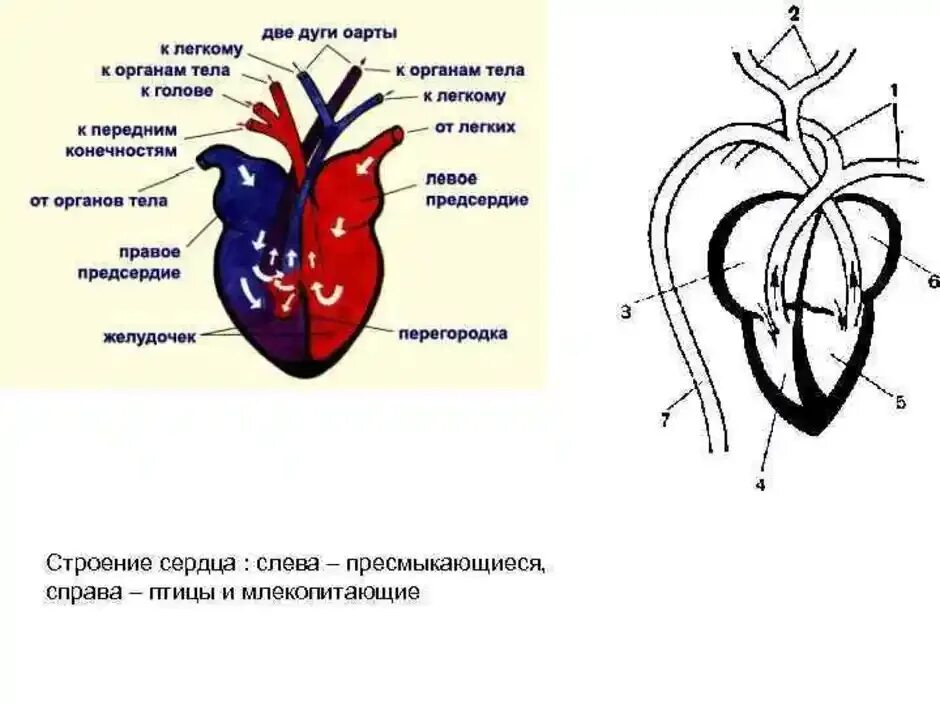 У ящерицы четырехкамерное сердце. Строение сердца пресмыкающихся. Сердце пресмыкающихся схема. Строение сердца пресмыкающихся схема. Схема строения сердца рептилий.