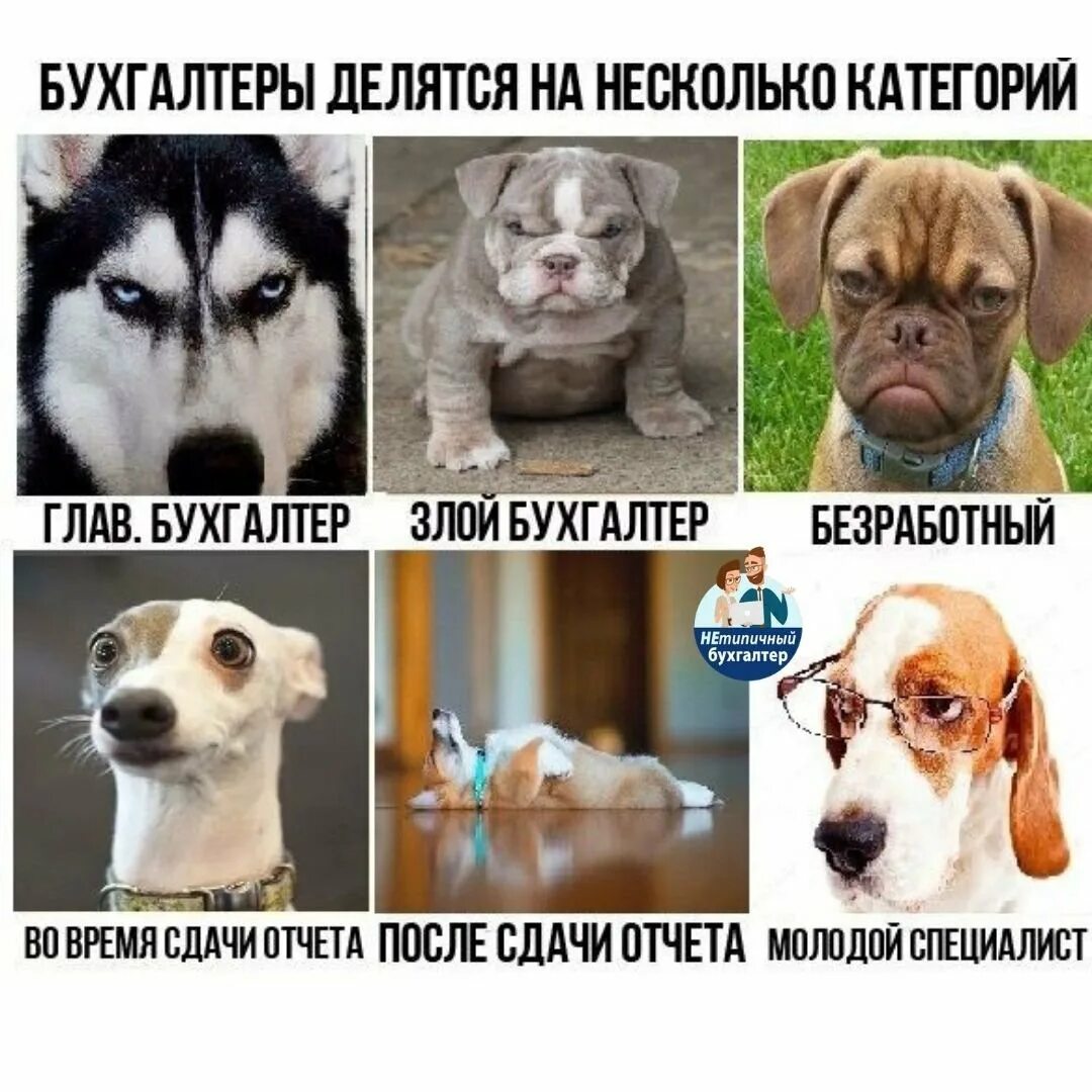 Статусы бухгалтеров. Бухгалтер прикол. смешное про главного бухгалтера. шутки про бухгалтеров. приколы про бухгалтеров смешные.