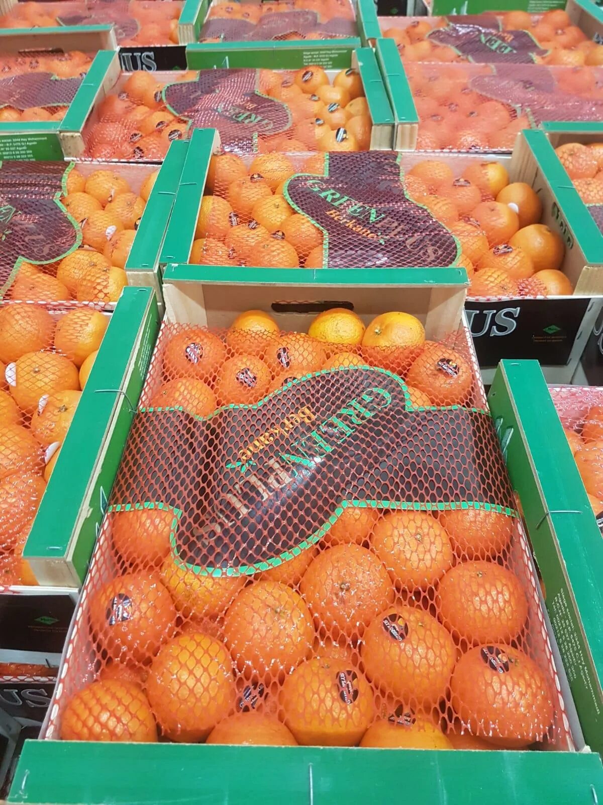 Сорт мандаринов марокко. Мандарин марокко сорта. Мандарин марокко сорта. Мандарины марокко 1кг. Сорт мандаринов марокко.