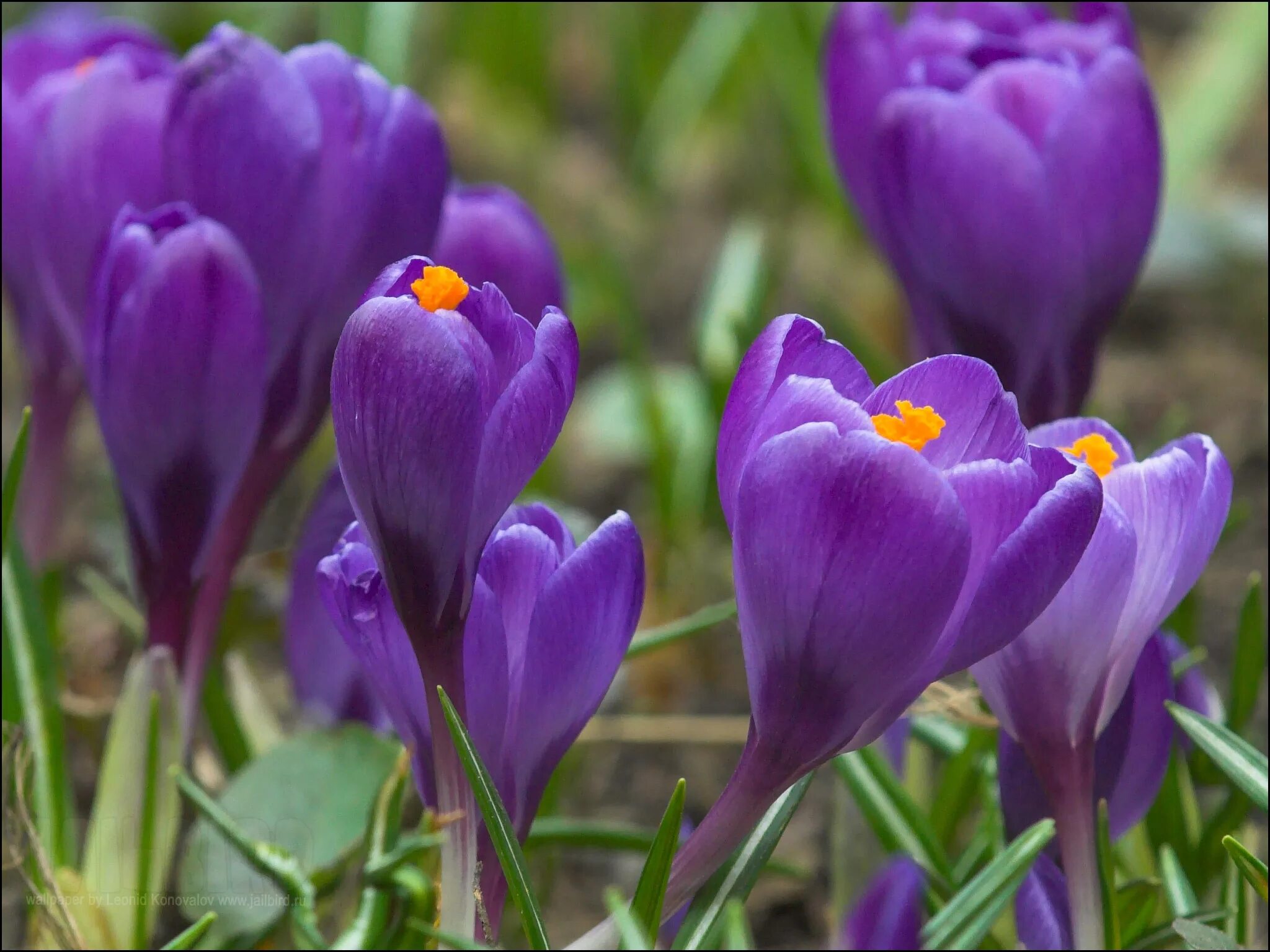 Крокус полевой. Лавандовый Крокус – Lavender Crocus. Крокус весенний фиолетовый. Первые весенние цветы крокусы.